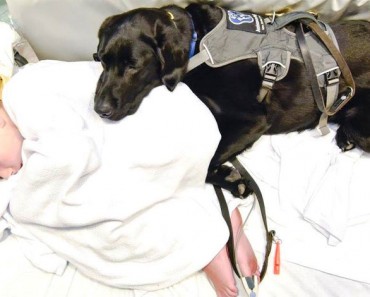 Este perro se niega a abandonar la cama de hospital de su muchacho. ¿La razón? ¡Esto es INCREÍBLE!