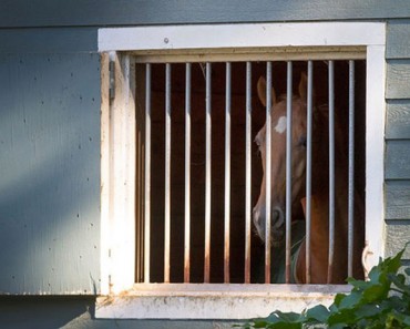Este caballo no ha salido al exterior en AÑOS por culpa de su dueño 7 Este caballo no ha salido al exterior en AÑOS por culpa de su dueño 1