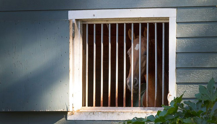 Este caballo no ha salido al exterior en AÑOS por culpa de su dueño