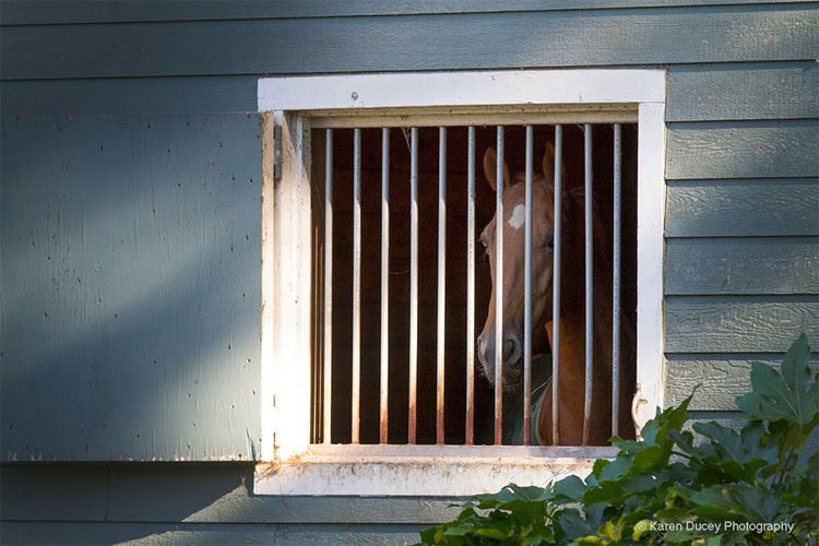 Este caballo no ha salido al exterior en AÑOS por culpa de su dueño