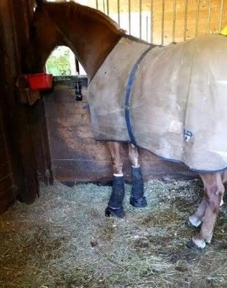 Este caballo no ha salido al exterior en AÑOS por culpa de su dueño