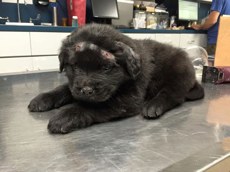 Este cachorro que recibió 18 tiros se arrima al peluche buscando consuelo