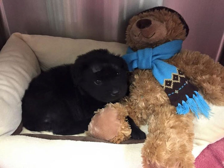 Este cachorro que recibió 18 tiros se arrima al peluche buscando consuelo