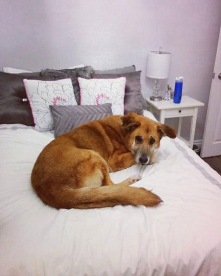 Esta mujer no puede decidir qué perros adoptar... Así que compra el refugio COMPLETO