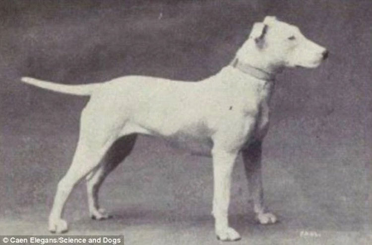 Esto es lo que 100 años de cría intensiva han hecho en estas razas de perros