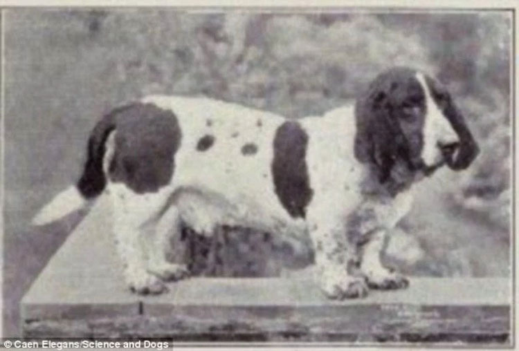 Esto es lo que 100 años de cría intensiva han hecho en estas razas de perros