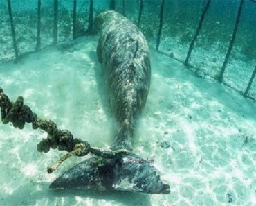 Estos buzos se sorprendieron al descubrir animales atrapados en jaulas submarinas
