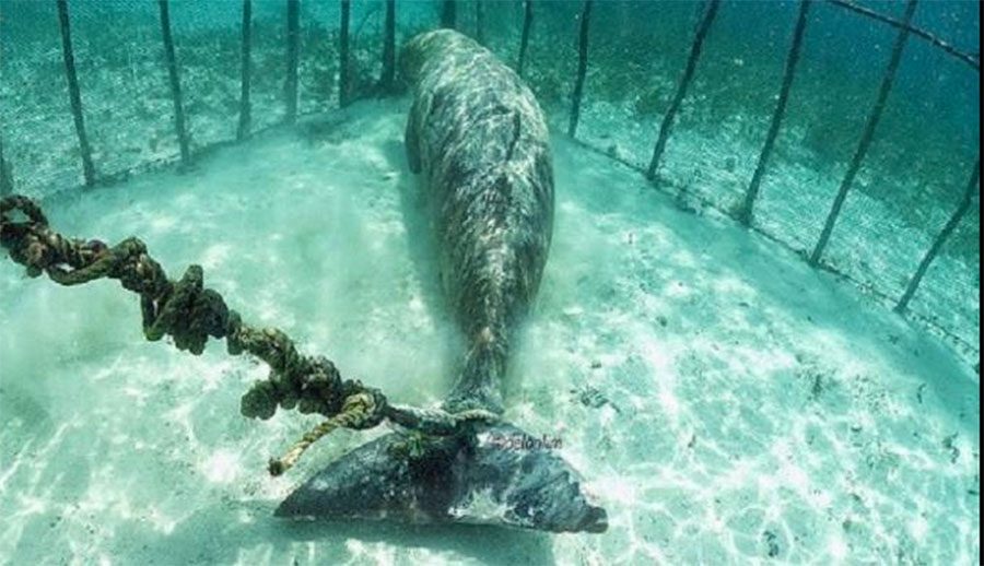 Estos buzos se sorprendieron al descubrir animales atrapados en jaulas submarinas 4 Estos buzos se sorprendieron al descubrir animales atrapados en jaulas submarinas