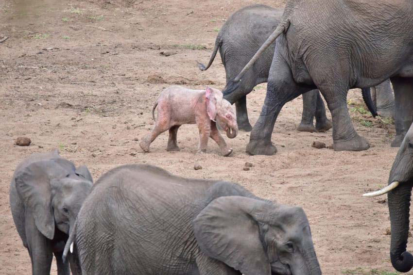 Parece una manada normal de elefantes. ¡Hasta que ves que hay ESTO detrás de la madre!