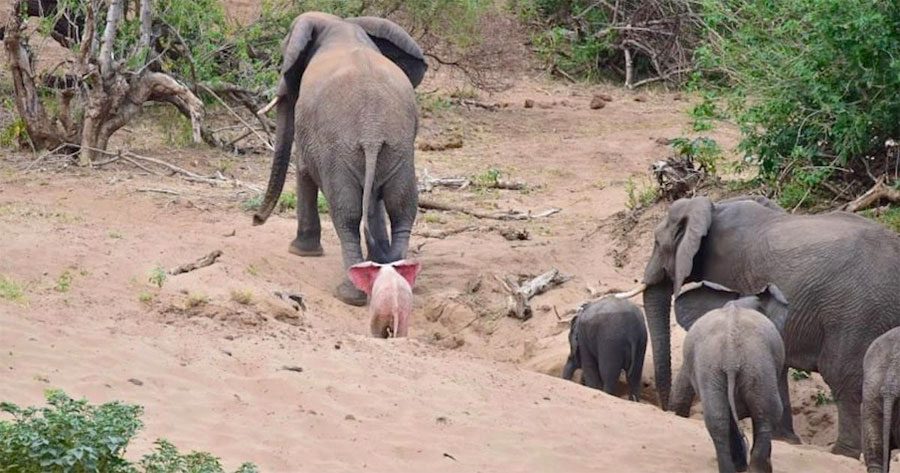 Parece una manada normal de elefantes. ¡Hasta que ves que hay ESTO detrás de la madre!