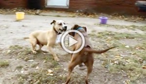 Dos antiguos perros de pelea se encuentran por primera vez. Cómo reaccionan es indescriptible