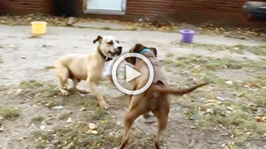 Dos antiguos perros de pelea se encuentran por primera vez. Cómo reaccionan es indescriptible