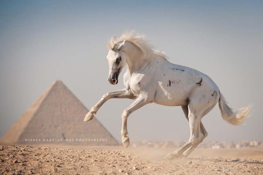 16 fotografías que muestran la belleza de los caballos