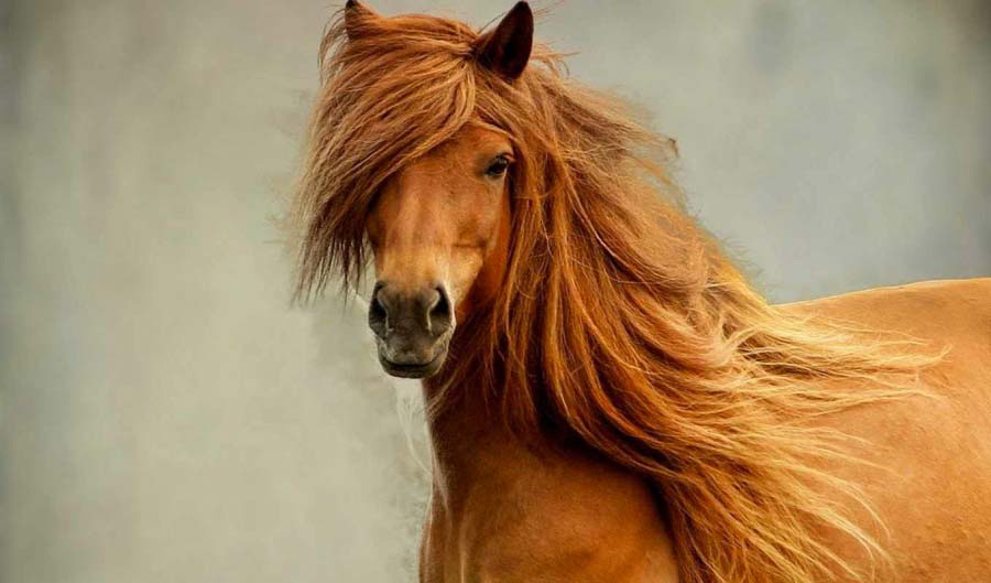 16 fotografías que muestran la belleza de los caballos
