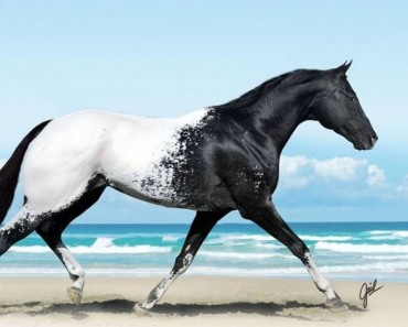 16 fotografías que muestran la belleza de los caballos 5 16 fotografías que muestran la belleza de los caballos