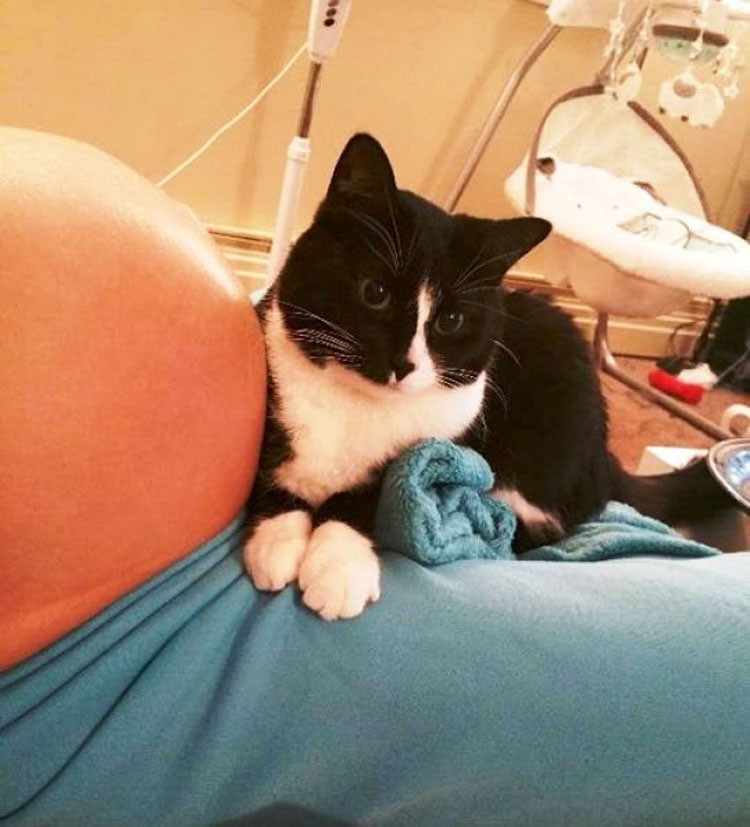 Este gato se enamoró de un bebé antes de nacer y ahora lo protege todo el tiempo