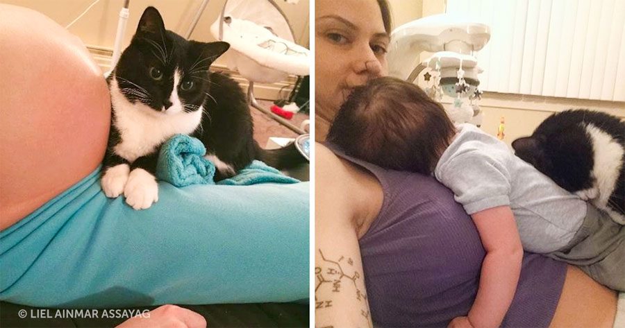 Este gato se enamoró de un bebé antes de nacer y ahora lo protege todo el tiempo