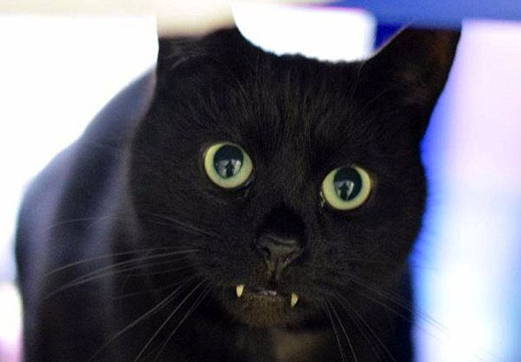 Nadie adopta a este gato porque se parece a un vampiro... Y está desesperado por un hogar
