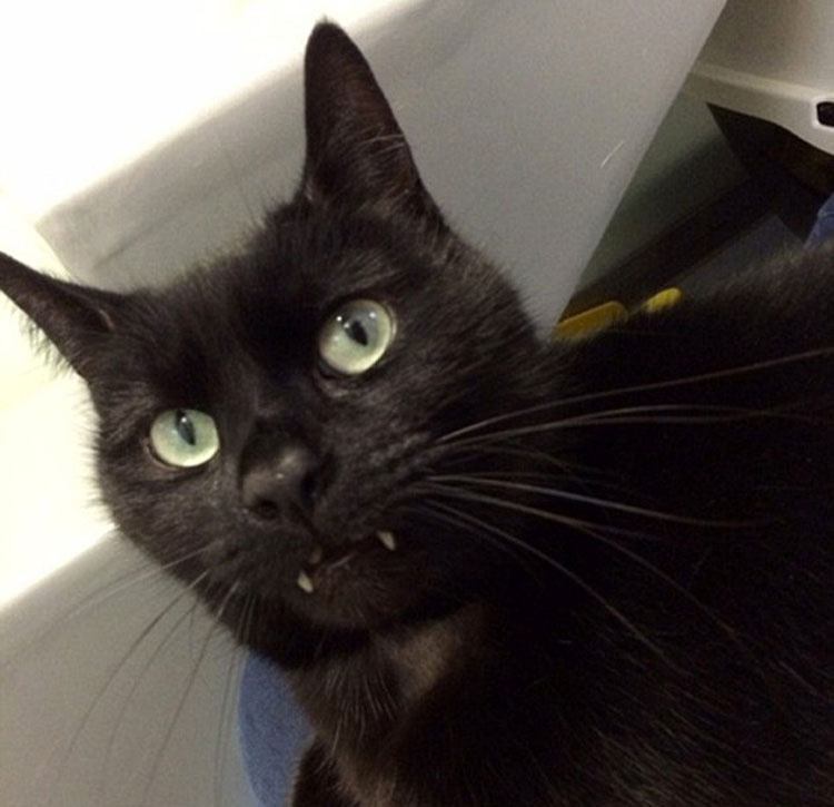 Nadie adopta a este gato porque se parece a un vampiro... Y está desesperado por un hogar