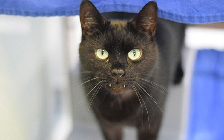 Nadie adopta a este gato porque se parece a un vampiro... Y está desesperado por un hogar