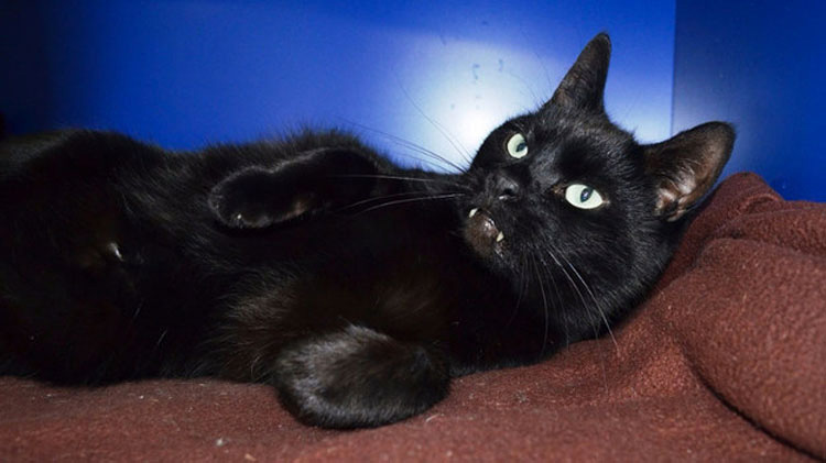 Nadie adopta a este gato porque se parece a un vampiro... Y está desesperado por un hogar