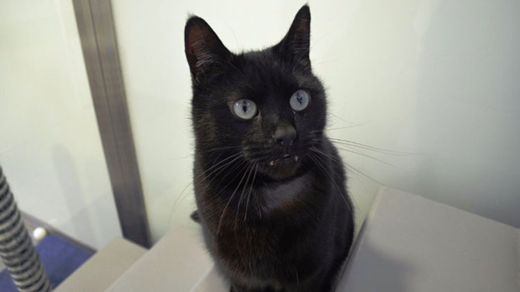 Nadie adopta a este gato porque se parece a un vampiro... Y está desesperado por un hogar