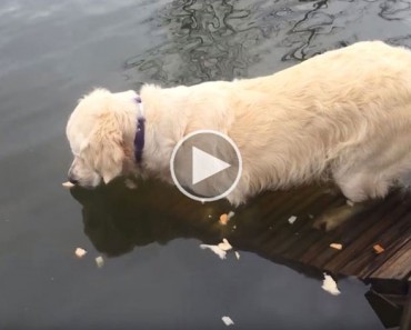 Este Golden Retriever deja migas de pan en el agua y se queda quieto. ¿Qué hace después?