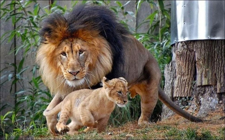 Papa león quería castigar a su cachorro, pero mamá llegó justo a tiempo