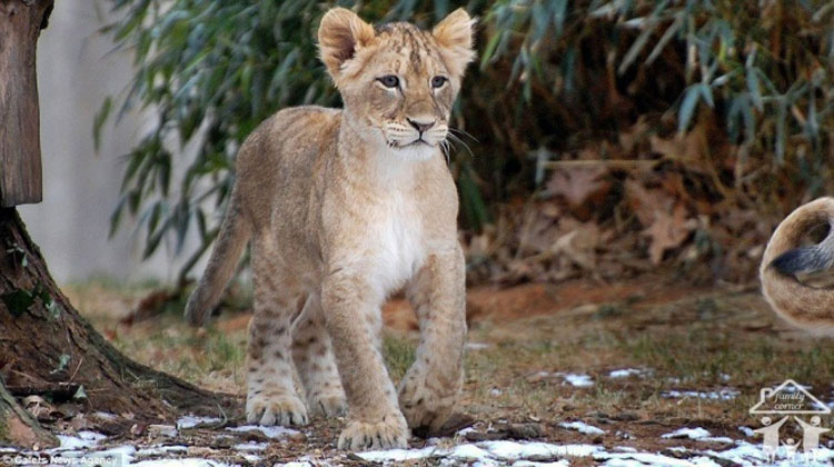 Papa león quería castigar a su cachorro, pero mamá llegó justo a tiempo