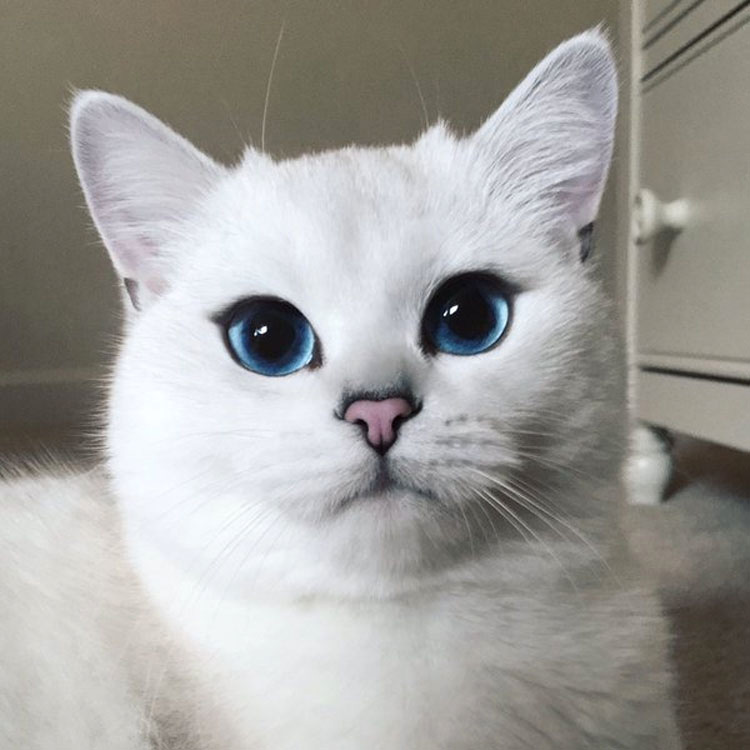 Parece un gato normal. ¿Pero cuando abre los ojos? ¡IRREAL!