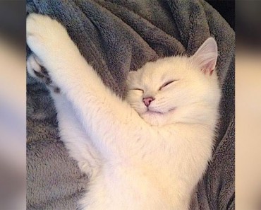 Parece un gato normal. ¿Pero cuando abre los ojos? ¡IRREAL! 3 Parece un gato normal. ¿Pero cuando abre los ojos? ¡IRREAL!