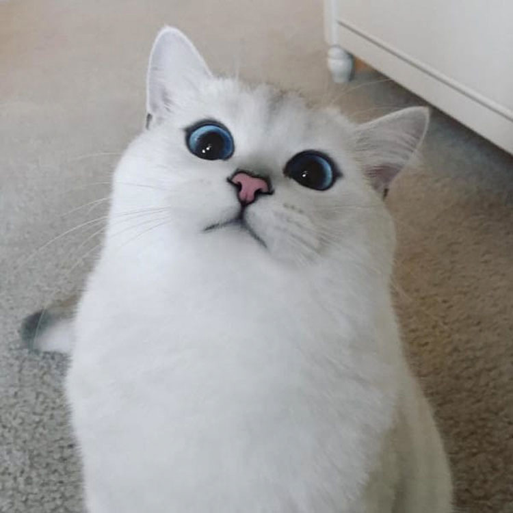 Parece un gato normal. ¿Pero cuando abre los ojos? ¡IRREAL!