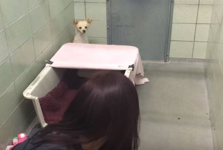 Esta asustada mamá se esconde en la esquina, pero mira cuando ve la cara de su perrito