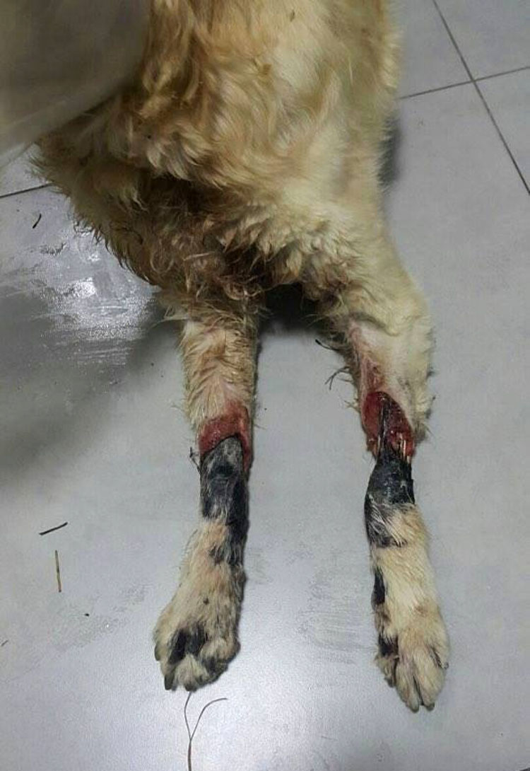 Esta perrita perdió todas sus patas por una crueldad, pero hoy es así de feliz