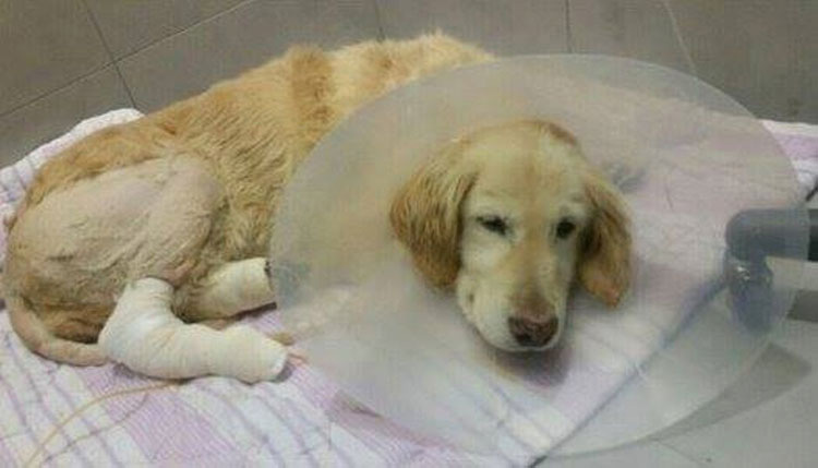 Esta perrita perdió todas sus patas por una crueldad, pero hoy es así de feliz