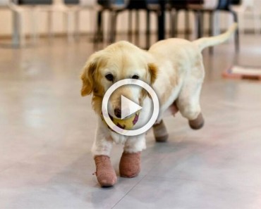 Esta perrita perdió todas sus patas por una crueldad, pero hoy es así de feliz