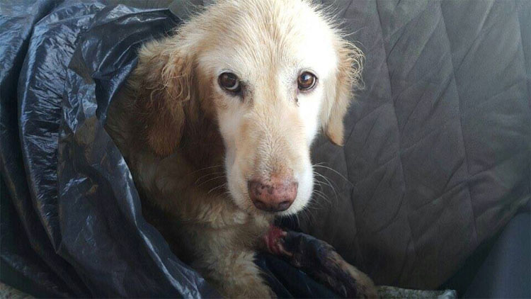 Esta perrita perdió todas sus patas por una crueldad, pero hoy es así de feliz