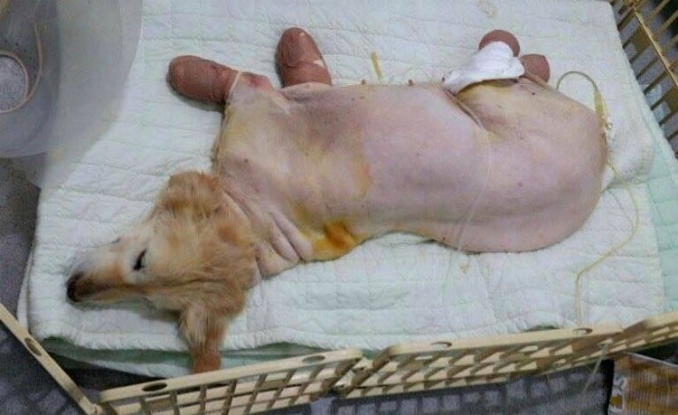 Esta perrita perdió todas sus patas por una crueldad, pero hoy es así de feliz