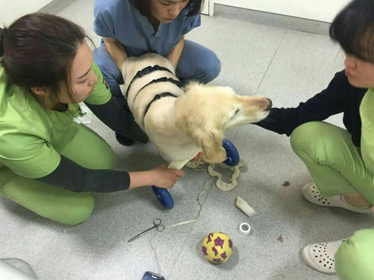 Esta perrita perdió todas sus patas por una crueldad, pero hoy es así de feliz