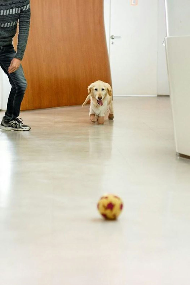 Esta perrita perdió todas sus patas por una crueldad, pero hoy es así de feliz