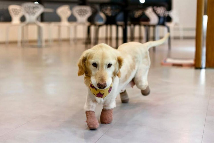 Esta perrita perdió todas sus patas por una crueldad, pero hoy es así de feliz