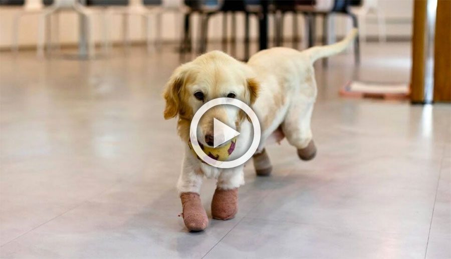 Esta perrita perdió todas sus patas por una crueldad, pero hoy es así de feliz 10 Esta perrita perdió todas sus patas por una crueldad, pero hoy es así de feliz