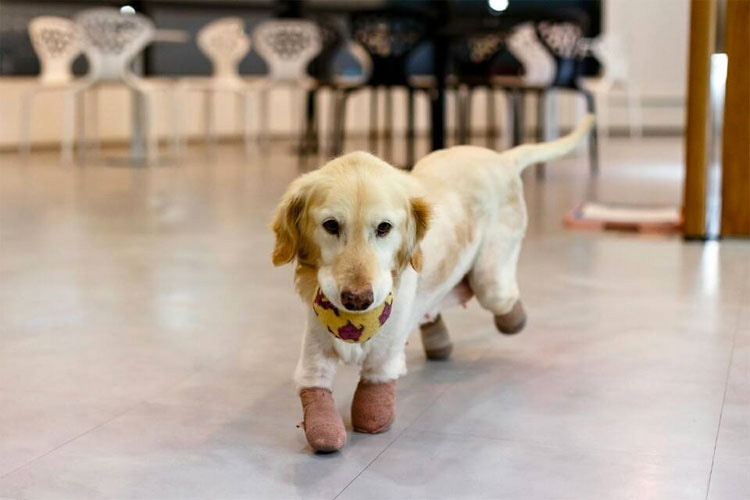 ¿La recuerdas? La perrita que perdió sus patas corre al encuentro de su nueva familia