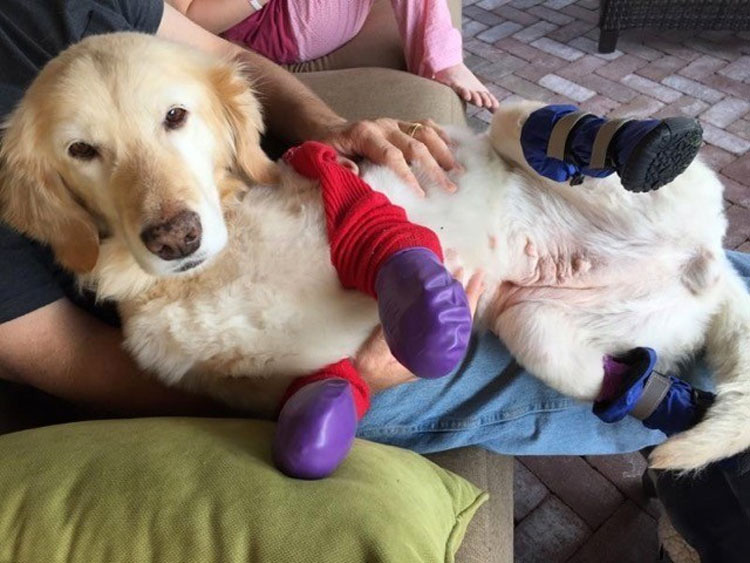 ¿La recuerdas? La perrita que perdió sus patas corre al encuentro de su nueva familia