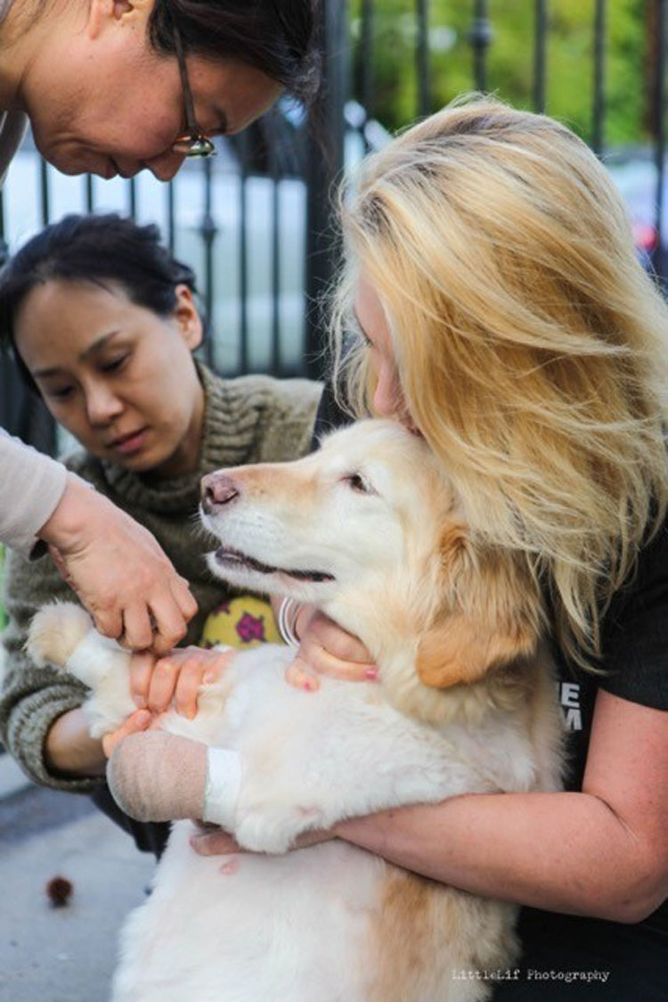 ¿La recuerdas? La perrita que perdió sus patas corre al encuentro de su nueva familia