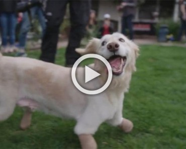 ¿La recuerdas? La perrita que perdió sus patas corre al encuentro de su nueva familia