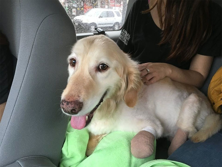 ¿La recuerdas? La perrita que perdió sus patas corre al encuentro de su nueva familia