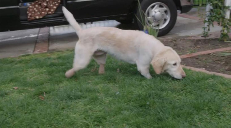 ¿La recuerdas? La perrita que perdió sus patas corre al encuentro de su nueva familia