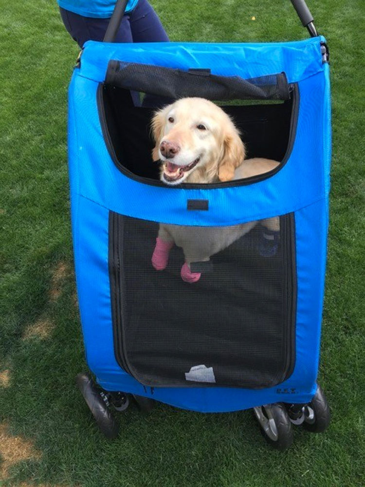 ¿La recuerdas? La perrita que perdió sus patas corre al encuentro de su nueva familia