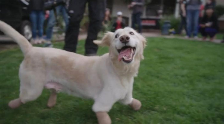 ¿La recuerdas? La perrita que perdió sus patas corre al encuentro de su nueva familia